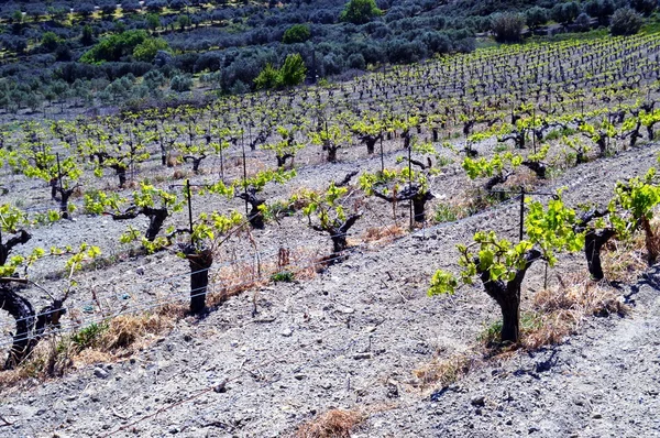 Les vignobles en fleurs dans la campagne . — Photo