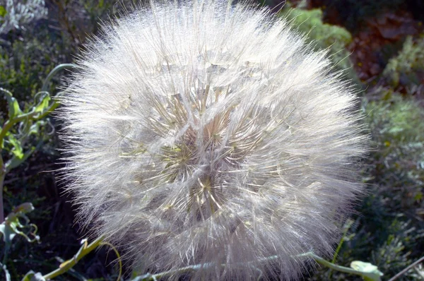 Schöne Blumen des Gartens — Stockfoto