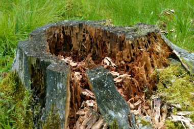 Kökenli yırtılmışsa ahşap ve ayet tarafından yenir.