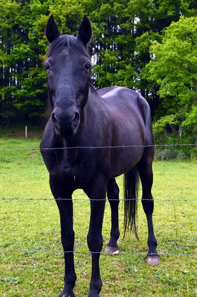 Лошадь черного цвета на маленьком зеленом лугу . — стоковое фото