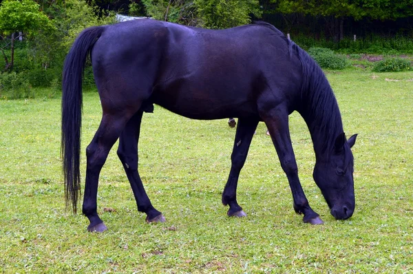 Лошадь черного цвета на маленьком зеленом лугу . — стоковое фото