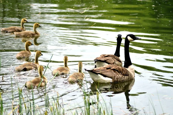 Ένα ζευγάρι των gooses και το youngs . — Φωτογραφία Αρχείου