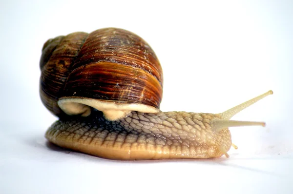 Snail of the race of the big gris — Stock Photo, Image