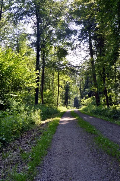 Camino pedregoso en el bosque . — Foto de Stock