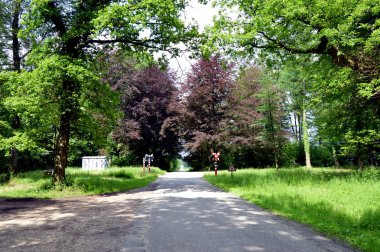 Köy yolunda ağaç kırmızı ve yeşil.