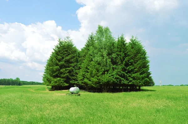 Island of fir tree in triangle. Stock Photo