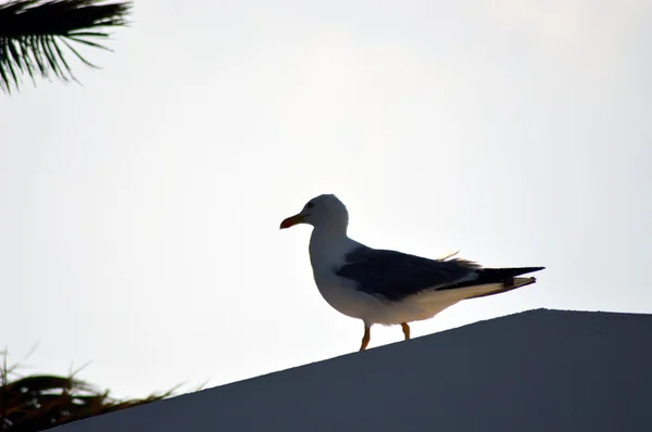 Чайка на крыше . — стоковое фото