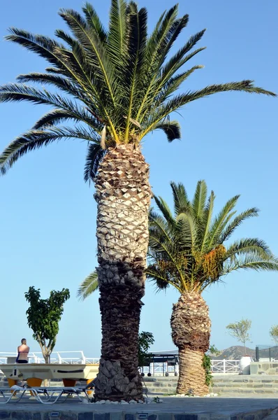 Duet of palm trees on a terrace. — Stock Photo, Image