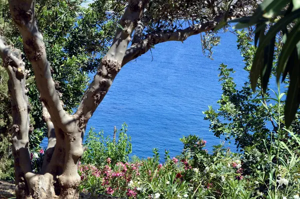 Vista al mar entra en un arbustre . — Foto de Stock