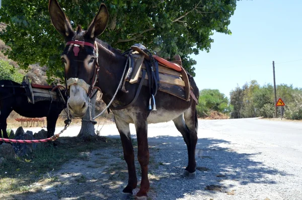 Donkey attached to a tree with a saddle. — Stock Photo, Image