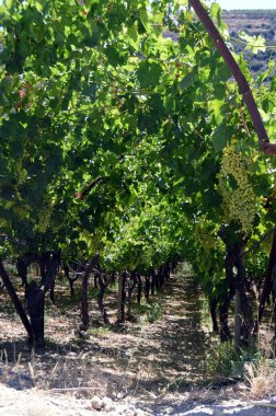 Girit kampanya çiçeklenir üzüm bağları