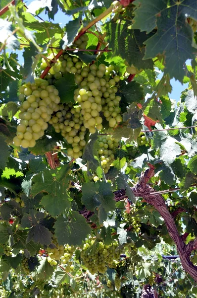 Виноградники в цветах в критской кампании — стоковое фото
