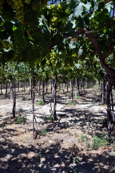 Les vignobles en fleurs dans la campagne crétoise — Photo