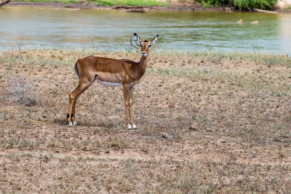 Impala Szemben Galana Folyóval Tsavo East Parkban Kenyában — Stock Fotó