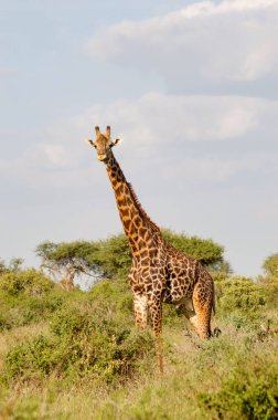 Zürafa Tsavo East Park Kenya 'da izole edilmiş.