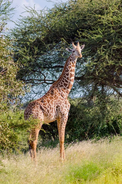 Jirafa Aislada Tsavo East Park Kenia —  Fotos de Stock