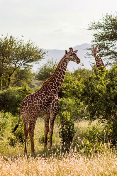 Dos Jirafas Sabana Tsavo East Park Con Mirada Hacia Nosotros —  Fotos de Stock