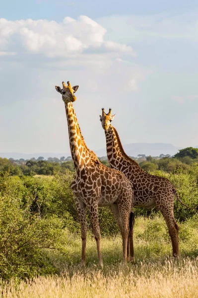 Deux Girafes Dans Savane Tsavo East Park Avec Leur Regard Images De Stock Libres De Droits