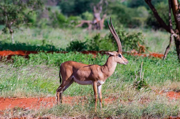 Solitary Gazelle Savannah Tsavo East Park Kenya Africa — Stock Photo, Image