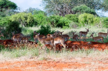 Afrika 'daki Kenya' daki Tsavo East Park 'taki safari sırasında savanada görülen bir Impala antilop sürüsü.