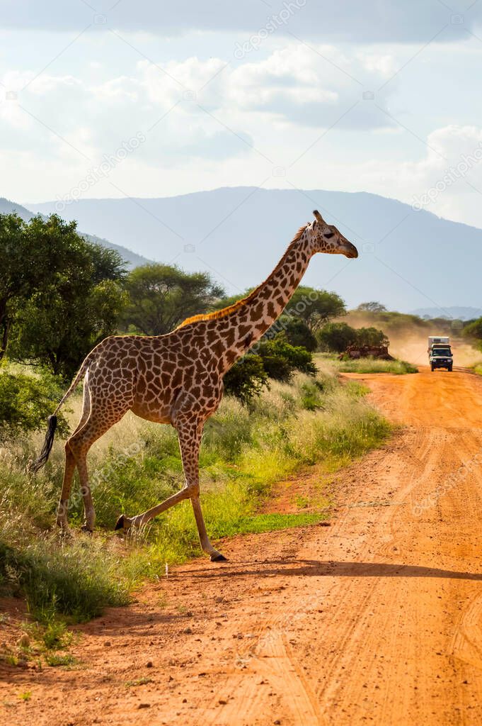 Solitary giraffe crossing the track in the savannah of Tsavo East park in Kenya in Africa
