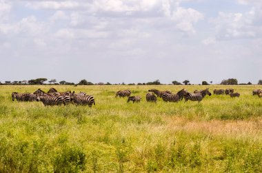 Kenya 'daki Tsavo East Park' ta bulanık bir geçmişi olan bir zebra sürüsü bozkırda duruyor.