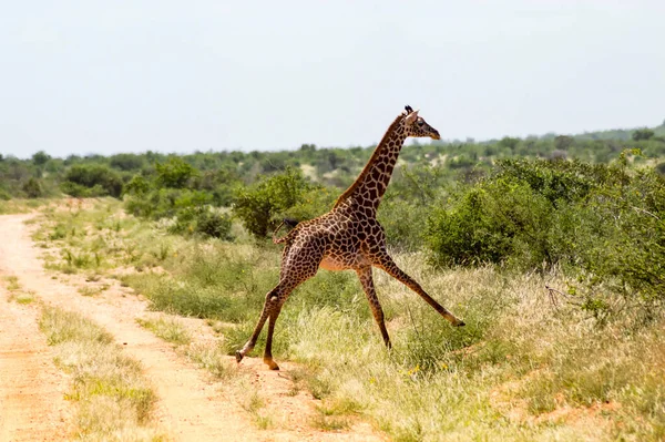 Giraffa Solitaria Che Corre Nella Savana Tsavo East Park Kenya — Foto Stock