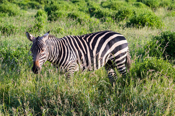 Solitary zebra in the tall grass of the savannah of Tsavo East Park in Kenya