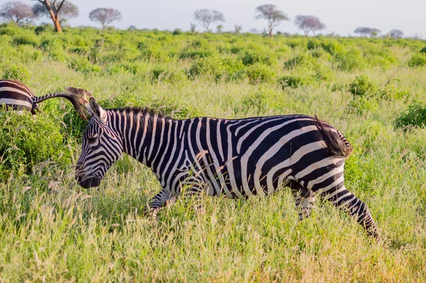 Solitary Zebra Tall Grass Savannah Tsavo East Park Kenya — Stock fotografie