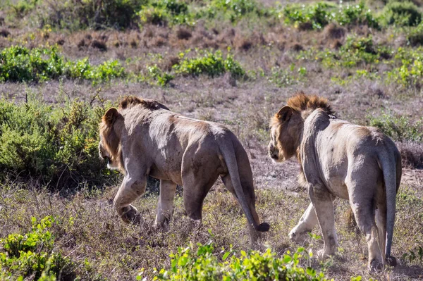 Twee Jonge Mannelijke Leeuwen Afrikaanse Savanne Die Middags Zijn Territorium — Stockfoto