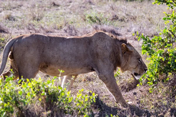 Jonge Mannelijke Leeuw Afrikaanse Savanne Die Middags Zijn Territorium Bewaakt — Stockfoto