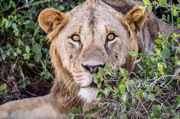 Joven León Macho Sabana Africana Custodiando Territorio Por Tarde Algún — Foto de Stock