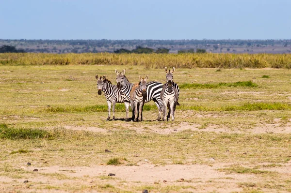 Zebra Csordák Kamerával Szemben Tsavo East Park Füves Területein Kenayben — Stock Fotó