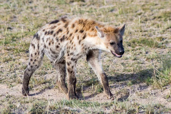 Short Portrait Spotted Hyena Crocuta Crocuta Strolling Curiously Out Its — Stock Photo, Image