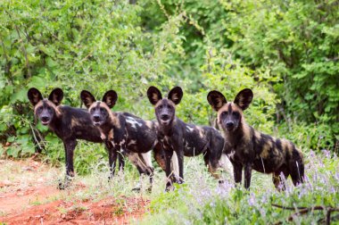 Afrikalı vahşi köpek (Lycaon pictus), Kenya 'daki Tsavo West Park' taki Cape Hound olarak da bilinir.