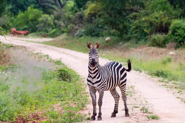 Zebra Isoliert Auf Gleis Und Blickt Kamera Tsavo West Park — Stockfoto