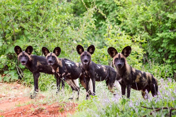 Afrikanischer Wildhund Lycaon Pictus Auch Gemalter Hund Genannt Oder Cape — Stockfoto