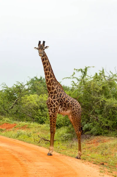 Giraffa Solitaria Che Attraversa Pista Nella Savana Del Parco Tsavo — Foto Stock