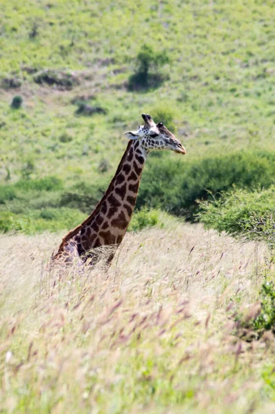 Uma Girafa Sentada Grama Alta Savana Tsavo West Park — Fotografia de Stock