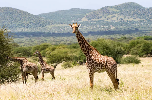 Tre Giraffe Nella Savana Tsavo West Park Con Uno Sguardo — Foto Stock