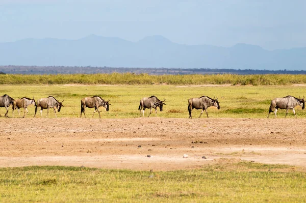 Ñus Una Sola Fila Los Pastizales Del Parque Amboseli Kenia —  Fotos de Stock