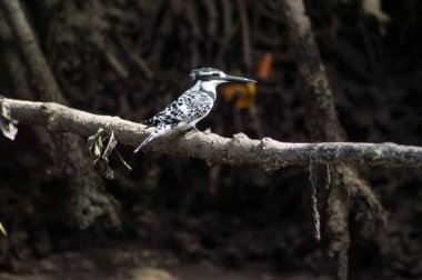 Magpie, Ceryle Rudis, Pied Kingfisher, Kenya 'daki Mamgrove' da bir dalda.