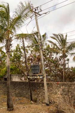 Kenya 'nın Gede kasabası yakınlarındaki bir köyde elektrik direği ve palmiye ağaçları