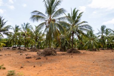 Hint Okyanusu kıyılarında büyük bir hindistan cevizi palmiyesi ve kulübesi çiftliği, Watamu. Kenya