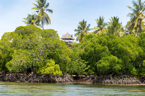 Mangroves Kokosovými Palmami Rezervaci Mida Creek Blízkosti Watamu Keni Stock Fotografie