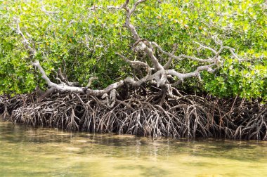 Kenya 'daki Watamu yakınlarındaki Mida Deresi' nde beyaz kumlu mangrovlar..