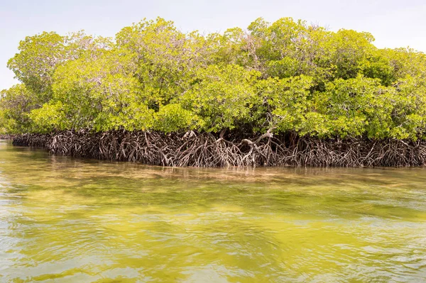 Mangroves Bílým Pískem Rezervaci Mida Creek Blízkosti Watamu Keni Royalty Free Stock Obrázky