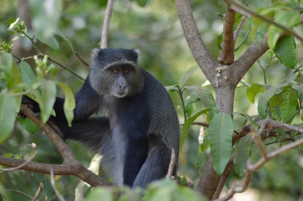 Black eyed peas monkey . — Stock Photo, Image