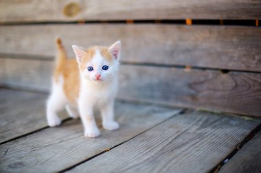 Sokaktaki kedi yavrusu