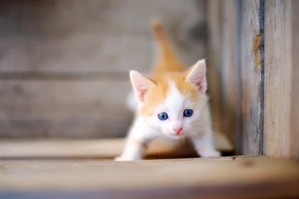 Kitten on the street — Stock Photo, Image